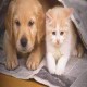 Kedi ve Köpek Panelleri
