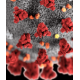 Kedi Corona Virus Analizi (FİP Hastalığı)