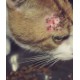 Kedi ve Köpeklerde Çözülemeyen Deri Problemleri
